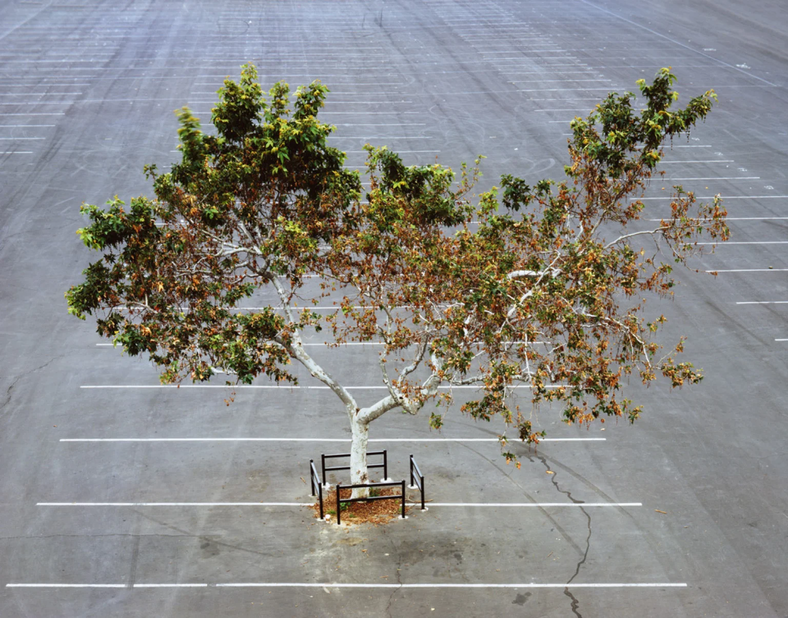 Joel Tauber | My Lonely Tree
